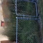 Overgrown Backyard