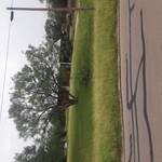 Tall Grass