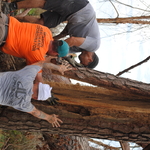 Tree Removal