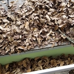 Before Leaf Blaster Pro