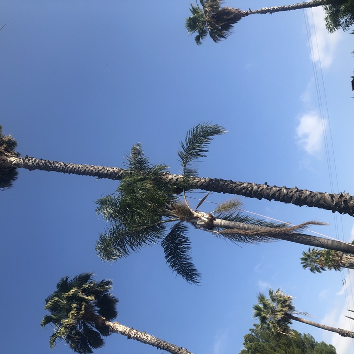 Junior tree