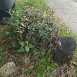 Spring/fall clean up