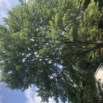 Maple