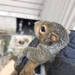 Squirrel