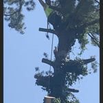 Tree Removal