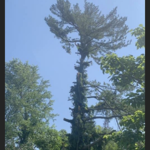 Tree Removal