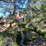 Tree service