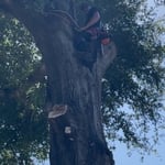 Tree service