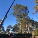 Tree service