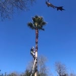Tree service
