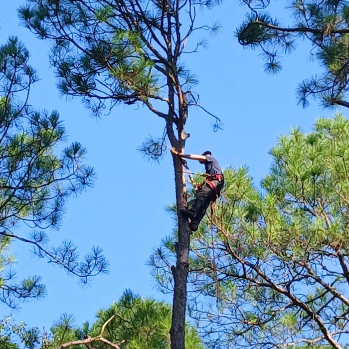 Tree service