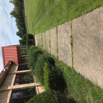 Before hedge trim