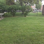 Bush Trimming w/Regular lawn care
