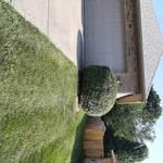 Side shrub