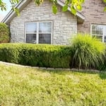 Front shrubs