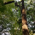 Hazardous tree removal over house