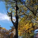 Hazardous tree removal over house