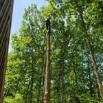 Hazardous tree removal