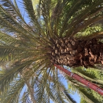 Palm trimming/removal