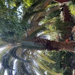 Palm trimming/removal