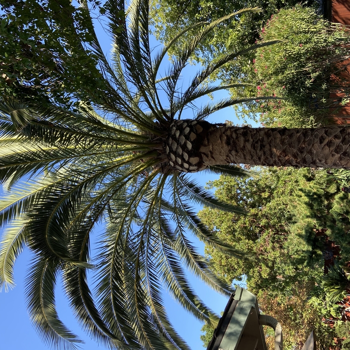 Palm trimming/removal