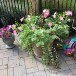 Summer plantings”