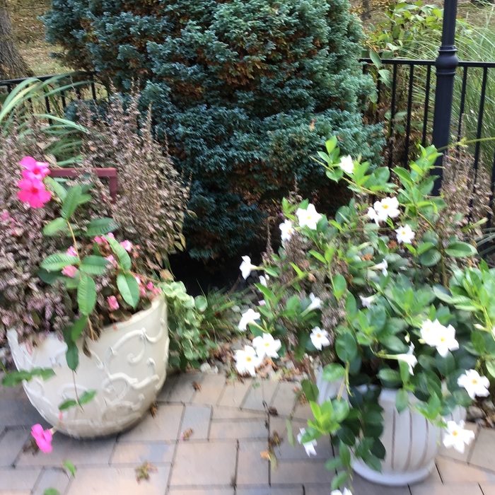 Large pots