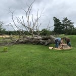 Basswood tree removal