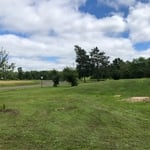 Basswood tree removed