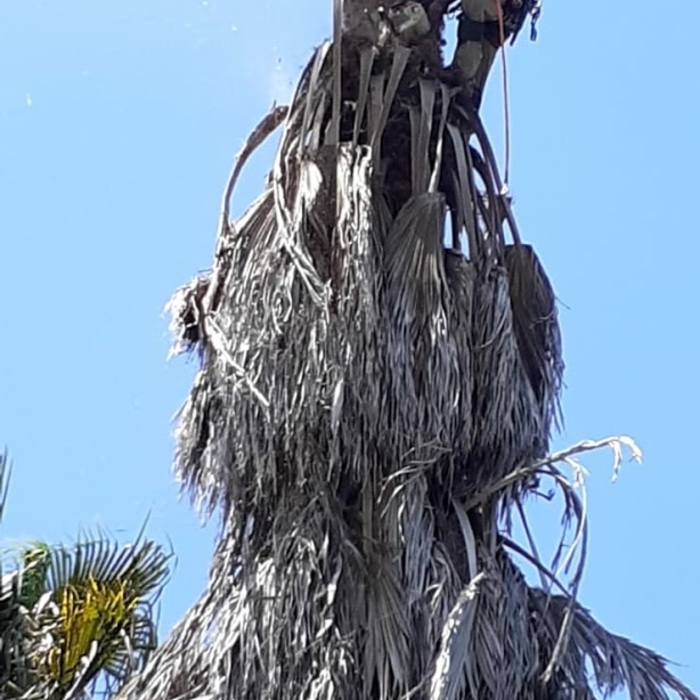 Trimming and Pruning