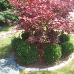Small bushes and mulch bed