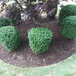 bushes trimmed and new mulch