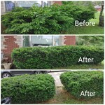Bush Trimming Job