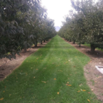 Orchard mowing