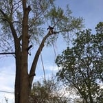 professional tree experts