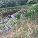 walk around
