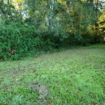 Residential Lot Clear