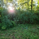 Residential Lot Clear