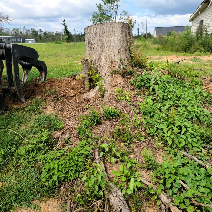 Residential Stump Grind