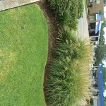 bushes