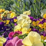 Annuals
