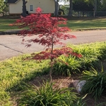 Red Dragon Maple Tree