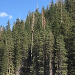 Removal of beetle kill above mine