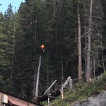 Removal of beetle kill above mine