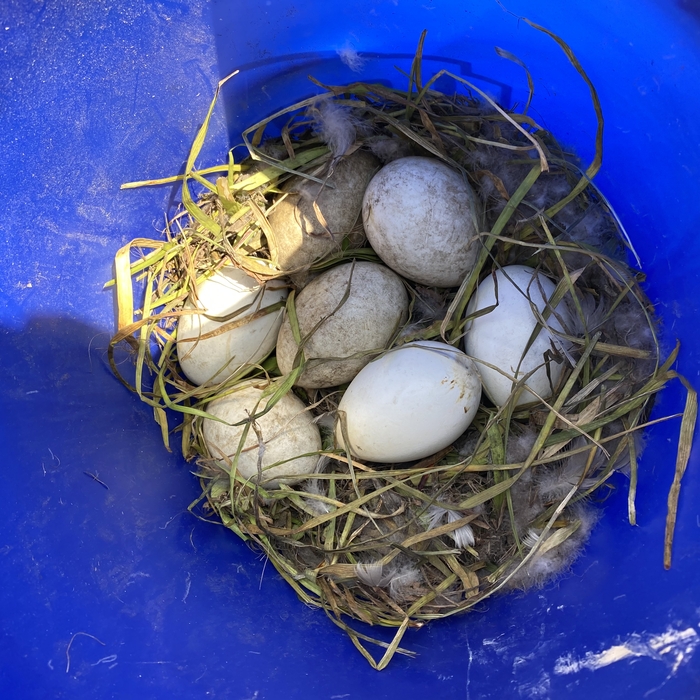 Goose Egg Removal