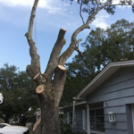 Oak tree Removal
