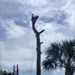 Pine Tree