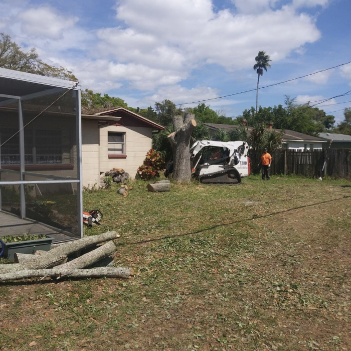 Removing Oak Tree