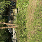 Branches cleanout