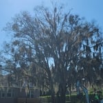 Huge Rooted Tree Removal